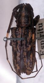  Paratritania alternans,  male syntype specimen; © G.L. Tavakilian