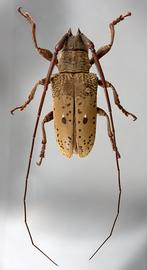  Tybalmia pupillata,  male type specimen; © E.H. Nearns