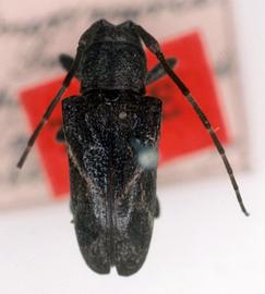  Neolampedusa obliquator,  type specimen; © G.L. Tavakilian