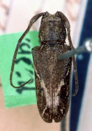  Neolampedusa lateralis,  type specimen; © G.L. Tavakilian