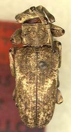  Midamiella hecabe,  male holotype specimen; © S.W. Lingafelter