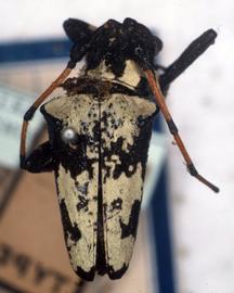  Lesbates axillaris,  type specimen; © G.L. Tavakilian