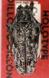  Lesbates caviunas,  female holotype specimen; © G.L. Tavakilian