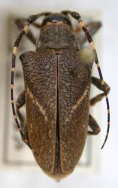  Tulcus pepoatus,  male holotype specimen; © E.H. Nearns