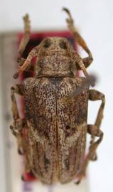  Tulcus pigrus,  female holotype specimen; © E.H. Nearns