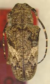  Tulcus liturus,  female holotype specimen; © S.W. Lingafelter