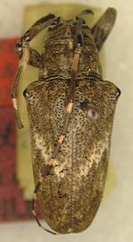  Tulcus lycimnius,  holotype specimen; © S.W. Lingafelter