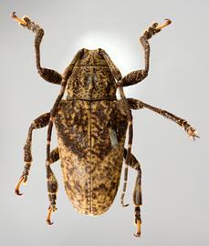  Tulcus paganus,  type specimen; © E.H. Nearns