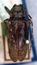  Tulcus signaticornis,  type specimen; © G.L. Tavakilian