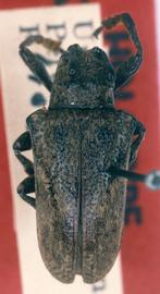  Tulcus somus,  female holotype specimen; © G.L. Tavakilian