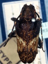  Tulcus subfasciatus,  type specimen; © G.L. Tavakilian