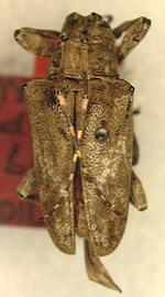  Tulcus thysbe,  male holotype specimen; © S.W. Lingafelter