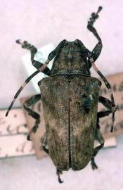  Tulcus picticornis,  type specimen; © G.L. Tavakilian