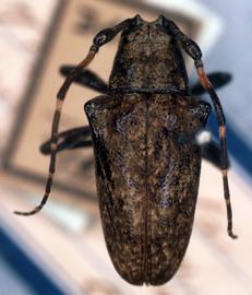  Tulcus tigrinatus,  type specimen; © G.L. Tavakilian