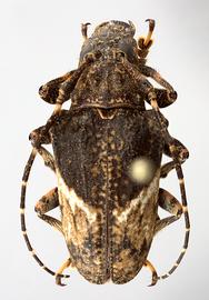  Tulcus subfasciatus,  female specimen; © E.H. Nearns