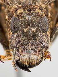  Tulcus subfasciatus,  female specimen; © E.H. Nearns