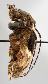  Tulcus subfasciatus,  female specimen; © E.H. Nearns