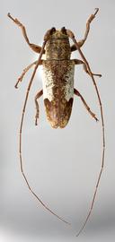  Trestonia albilatera,  male type specimen; © E.H. Nearns