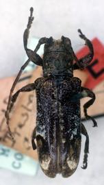  Trestonia assulina,  female type specimen; © G.L. Tavakilian