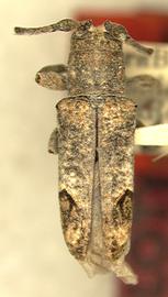  Trestonia ceara,  male holotype specimen; © S.W. Lingafelter