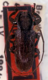  Trestonia exotica,  male holotype specimen; © G.L. Tavakilian