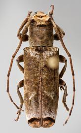  Trestonia morrisi,  female specimen; © E.H. Nearns