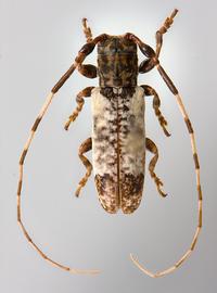  Trestonia wappesi,  male holotype specimen; © E.H. Nearns