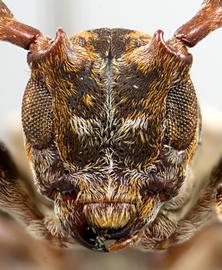  Trestonia wappesi,  male holotype specimen; © E.H. Nearns