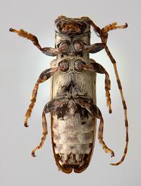  Trestonia wappesi,  female specimen; © E.H. Nearns