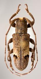  Trestonia turbula,  male holotype specimen; © E.H. Nearns