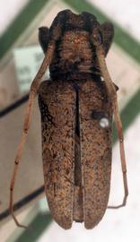  Trestonia signifera,  male type specimen; © G.L. Tavakilian