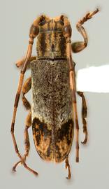  Trestonia lateapicata,  male holotype specimen; © E.H. Nearns