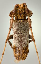  Trestonia grisea,  male holotype specimen; © E.H. Nearns