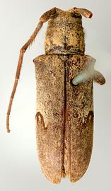  Trestonia fulgurata,  female type specimen; © E.H. Nearns