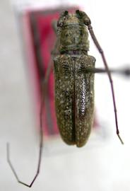  Trestonia nivea,  male holotype specimen; © E.H. Nearns
