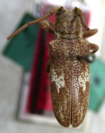  Trestonia fasciata,  female holotype specimen; © E.H. Nearns