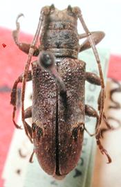  Trestonia pyralis,  male holotype specimen; © S.W. Lingafelter