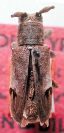  Trestonia pulcherrima,  male holotype specimen; © S.W. Lingafelter