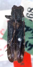  Trestonia frontalis,  female holotype specimen; © G.L. Tavakilian