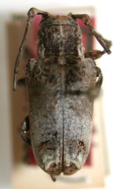  Trachysomus arriagadai,  holotype specimen; © E.H. Nearns