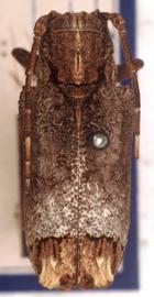  Trachysomus buquetii,  type specimen; © G.L. Tavakilian