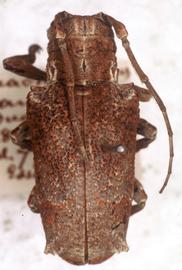  Trachysomus camelus,  type specimen; © G.L. Tavakilian