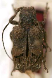  Trachysomus cavigibba,  male holotype specimen; © S.W. Lingafelter