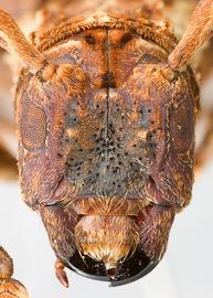  Trachysomus verrucosus , male specimen; © E.H. Nearns