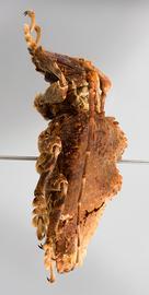  Trachysomus verrucosus , male specimen; © E.H. Nearns