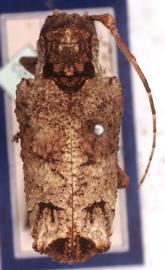  Trachysomus gibbosus,  type specimen; © G.L. Tavakilian