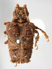  Trachysomus fragifer,  type specimen; © E.H. Nearns