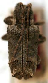  Trachysomus luederwaldti,  male holotype specimen; © S.W. Lingafelter