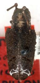  Trachysomus mexicanus,  female holotype specimen; © G.L. Tavakilian