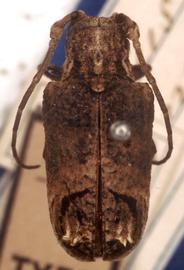  Trachysomus peregrinus,  type specimen; © G.L. Tavakilian